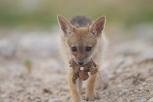 Cute Little Sand Fox Captured In The Middle Of The Desert