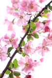 Fototapeta Storczyk - 海棠桜