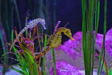 View Of A Seahorse (hippocampus) Under Water