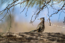 Greater Roadrunner In Henderson Bird Viewing Preserve Near Las Vegas.Nevada.