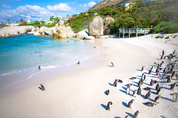 Boulder Beach Penguin Colony -- Steve Harrison 2