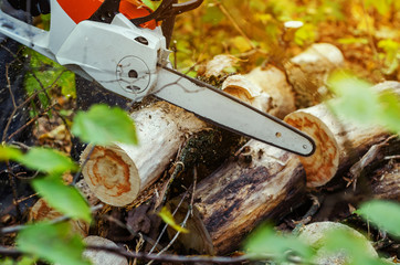 Wall Mural - Lumberjack cuts down a lying tree with a chainsaw in the forest, close-up on the process of cutting down. Concept of professional logging. Deforestation.