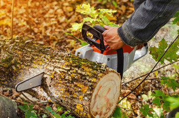 Canvas Print - Lumberjack cuts down a lying tree with a chainsaw in the forest, close-up on the process of cutting down. Concept of professional logging. Deforestation.