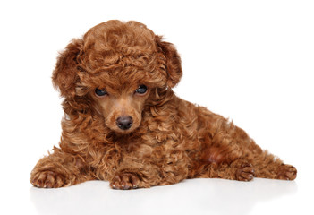 Sticker - Red Toy Poodle puppy lying