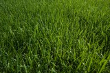 Fototapeta  - Grass close-up