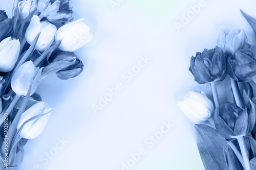 Fresh tulips flowers