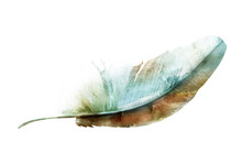 Watercolor Feather With Butterfly
