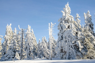 Wall Mural - Snowy countryside with trees covered by ice, Czech Republic