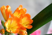 Clivia Plants Flower Close Up Photo Sunny Summer Day Blooming Flower
