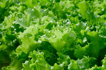 Fresh lettuce leaves, close up