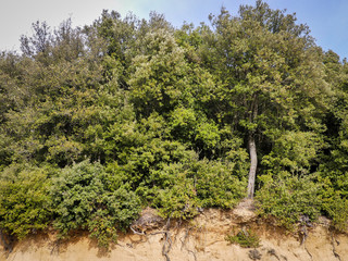 Green mediterranean forest with some roots