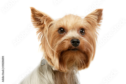 Fotografía Portrait of an adorable Yorkshire Terrier
