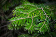 © Anatoliy - Fir tree brunch close up. Fluffy fir tree brunch close up. Christmas wallpaper concept.
