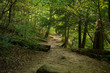 © donisag - scenes alongtheu foot path in Mohican state forest in Ohio