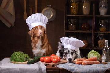 two dogs together in the kitchen are preparing food. Nova Scotia Duck Tolling Retrieverr and Border Collie. raw food diet