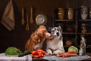 two dogs together in the kitchen are preparing food. Nova Scotia Duck Tolling Retrieverr and Border Collie. raw food diet