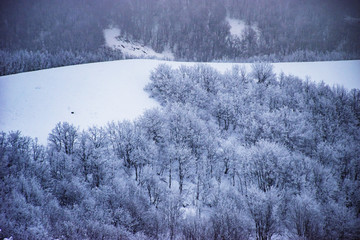 winter snow landscape with snowy trees