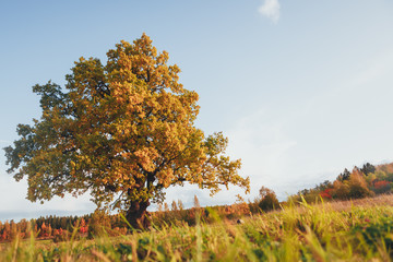 Wall Mural - oak tree with yellow foliage at sunny autumn day