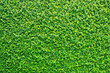Green grass wall texture, natural Green leaves wall background, eco wall