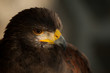 © Fernando - harris eagle close-up brown eyes brown background