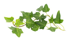 Ivy Isolated On White Background,Natural Green Texture