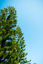 Pine Tree With Blue Sky Background