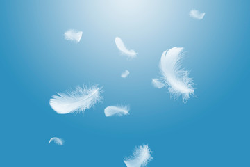 Wall Mural - soft white feathers floating in the air, on a blue background