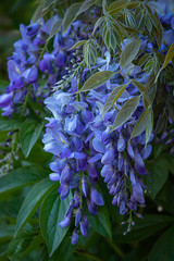 Poster - purple wisteria hanging in flowering bunches on vine