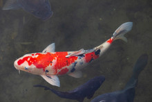 Fancy Carp(Koi) Fishes Are Swimming In A Lake. 