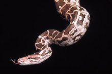 Python Molurus Molurus. Indian Rock Python. Non Venomous. Captive Specimen. Maharashtra, India.