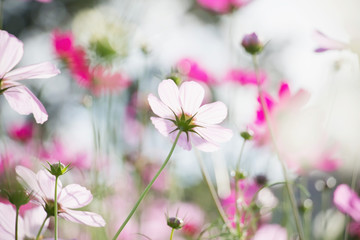 Wall Mural - Pink cosmos flower in the garden