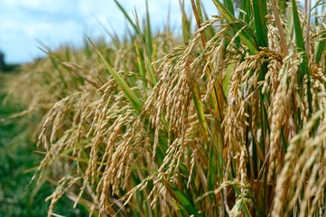 Rice in field under sun