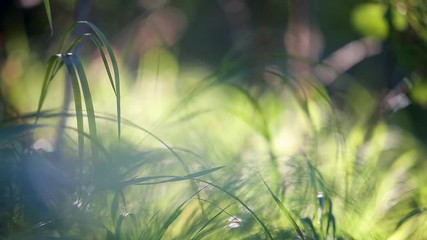 Wall Mural - Closeup of green grass moving by light breeze wind in summer forest.