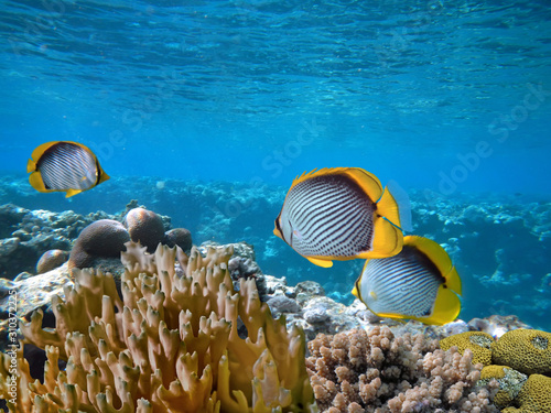 red-sea-coral-reef-with-hard-coral-and-spot-tail-butterflyfish