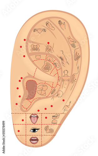 Woman S Left Ear With Symbolic Designations Of Acupuncture Zones And Internal Organs Alternative Medicine Illustration Isolated On A White Background Buy This Stock Illustration And Explore Similar Illustrations At Adobe Stock