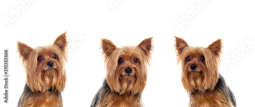 Cuadros en Lienzo Yorkshire dogs looking at camera