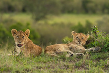 Lion Cubs Relaxing In Masai Mara