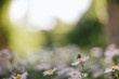 © Johnér - Insects on flower