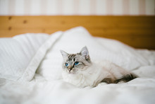 Cat On Bed