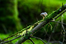 Moss And Mushrooms On Log In Forest
