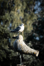 Seagull Perching On Bird Sculpture