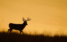 Silhouette Of A Whitetail Deer Buck Walking Along A Ridge Top At Sunset