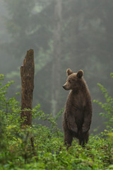 brown bear in vysoke tatry mountains in slovakia - ursus arctos