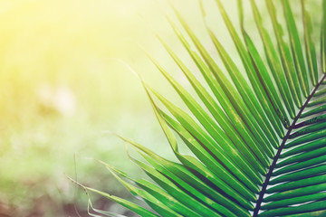 Green palm leaves as background.Palm Sunday concept.