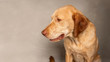 Side view of portrait Labrador retriever  mixed with vizsla dog with grey background.