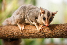 Detailed Closeup Of A Squirrel Glider. Scientific Name Is Petaurus Norfolcensis.