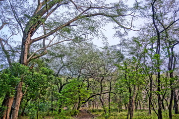 wilderness with the dominance of similar and green trees every year