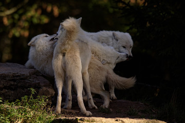 Canvas Print - Loups blancs arctiques