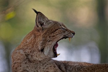 Wall Mural - Lynx boréal