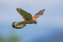 Common Kestrel (Falco Tinnunculus) Male Flying Close-up, Baden-Wuerttemberg, Germany